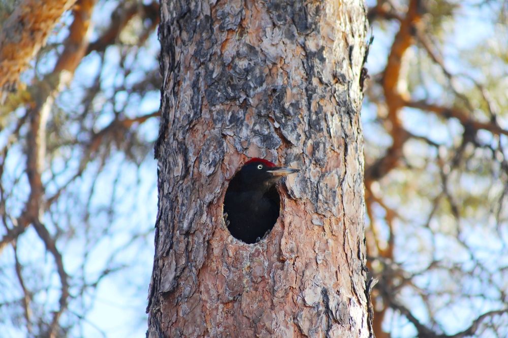 Photograph by Эдуард Герасимов