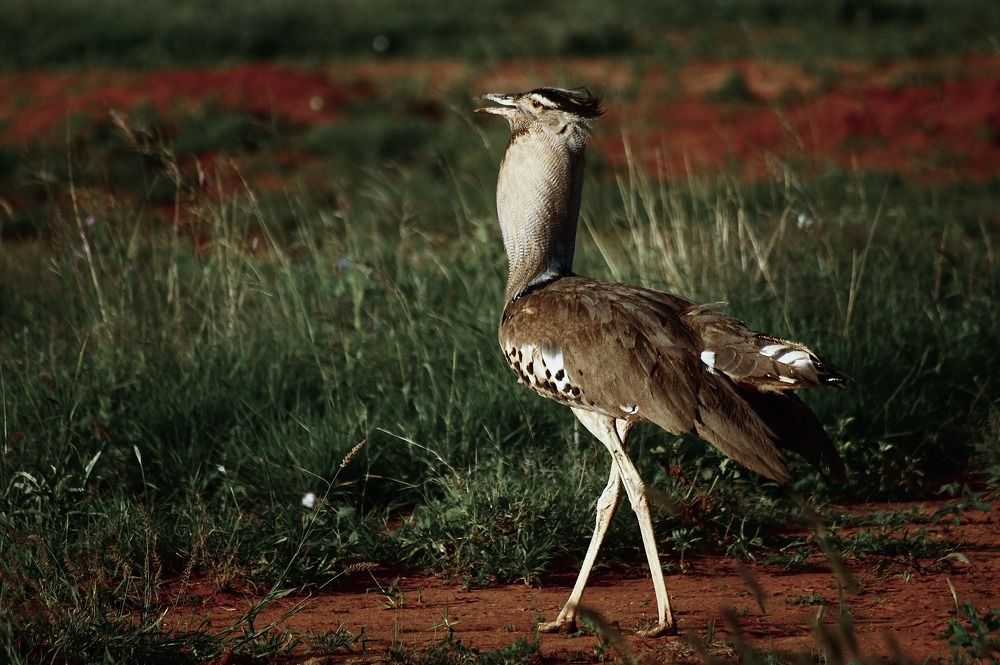 Photograph by Dipanjan Ray