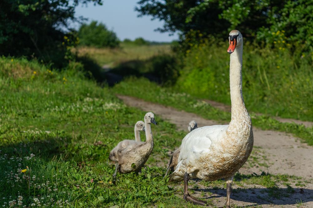 Фотография автора Alexander Pakhomov