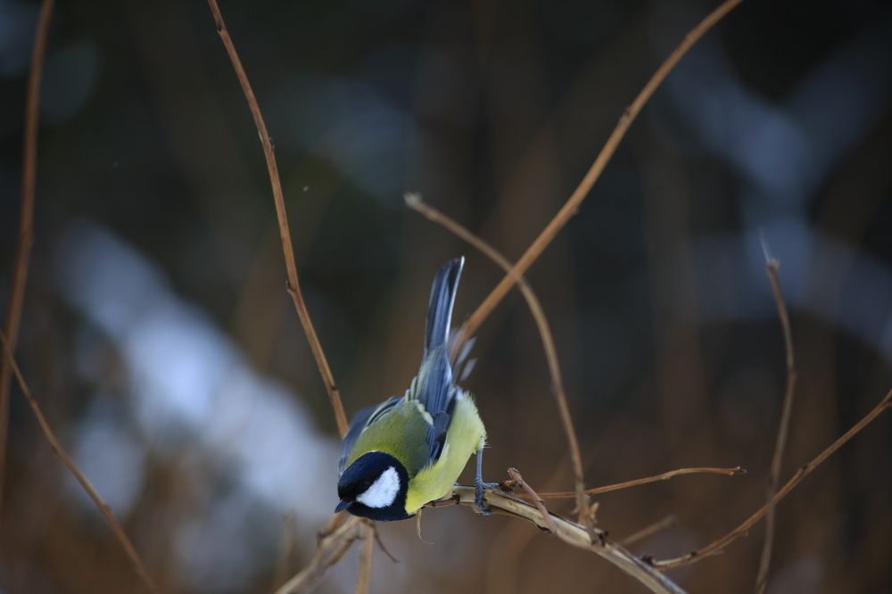Photograph by Svetlana Porokhovnikova