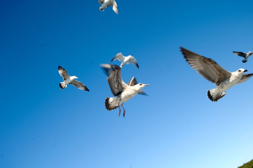 Фотография автора Chorche Prigo