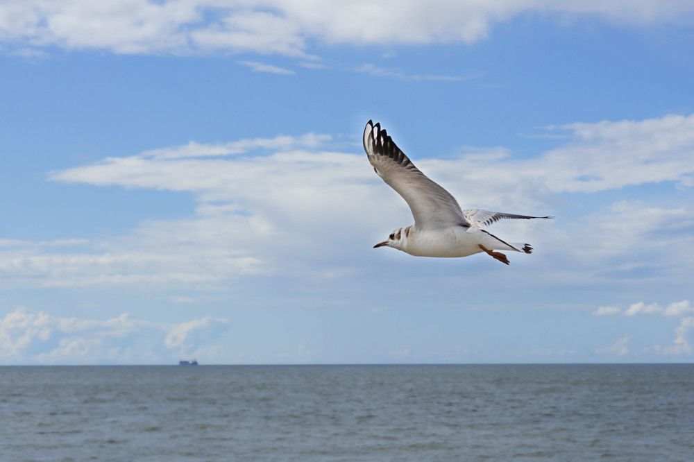 "Неба касаясь крылом..."