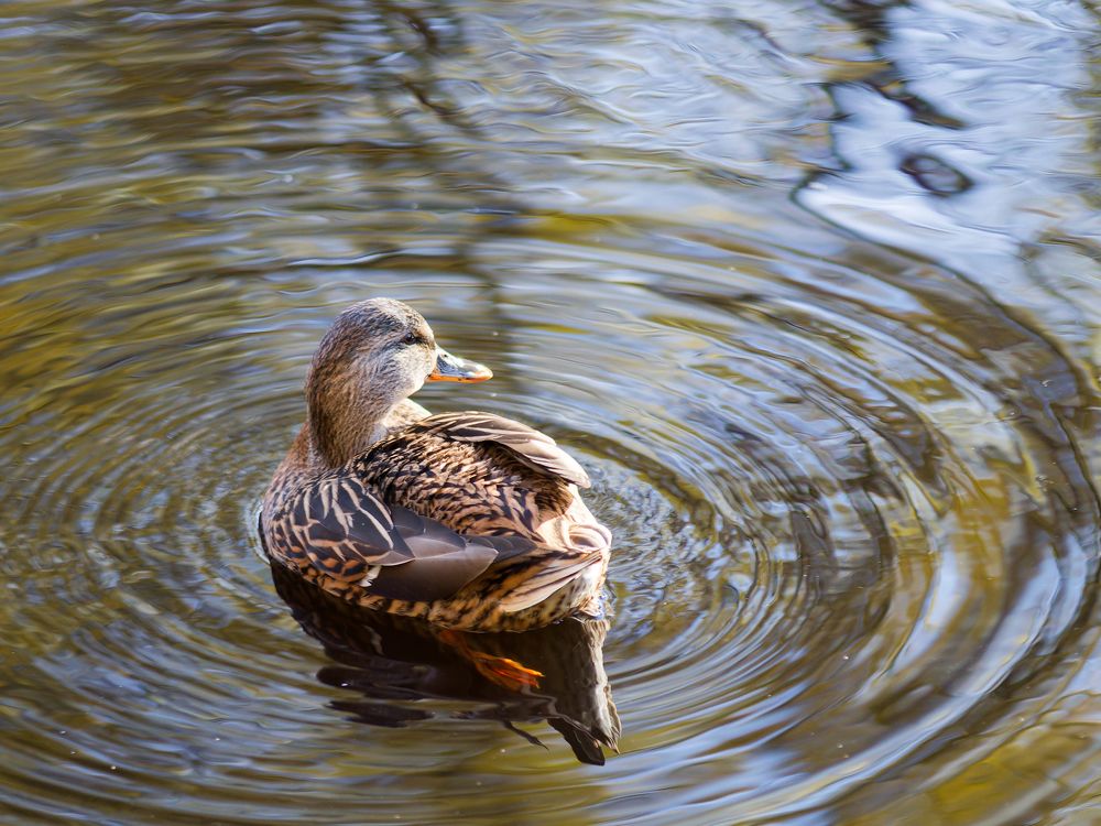 Последние денечки, пора улетать