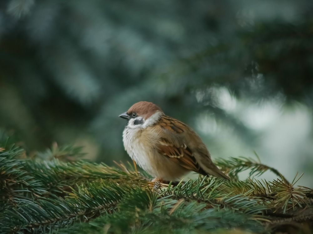 Photograph by Дмитрий Фетисов