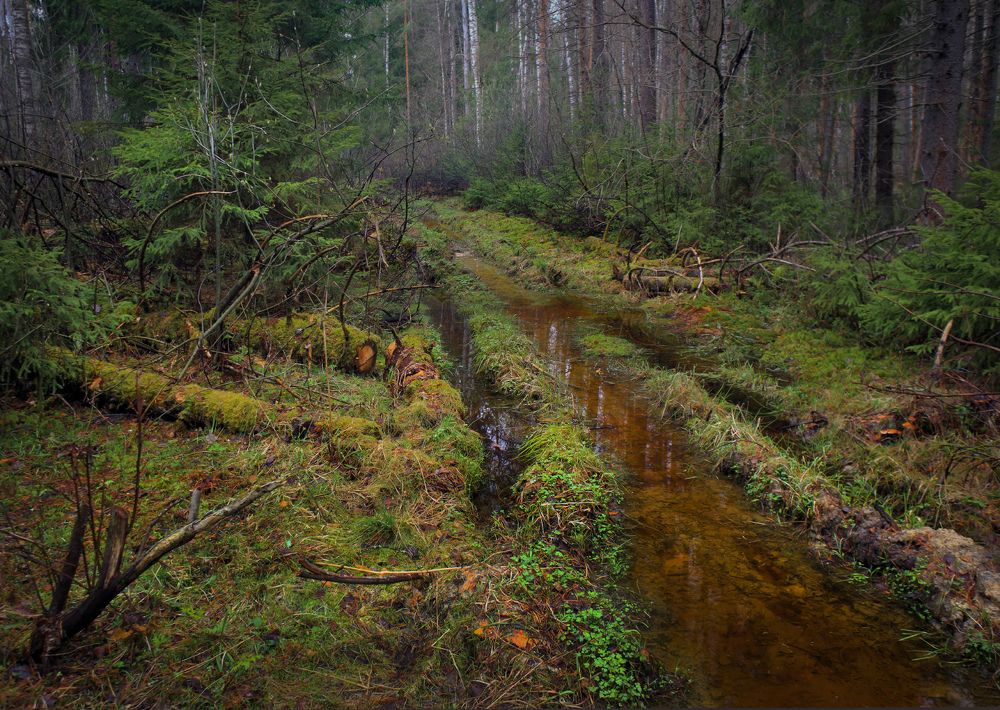 Photograph by Алексеев Дмитрий