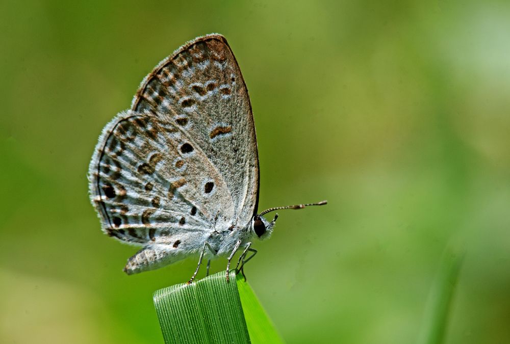 Photograph by CHINMOY BISWAS