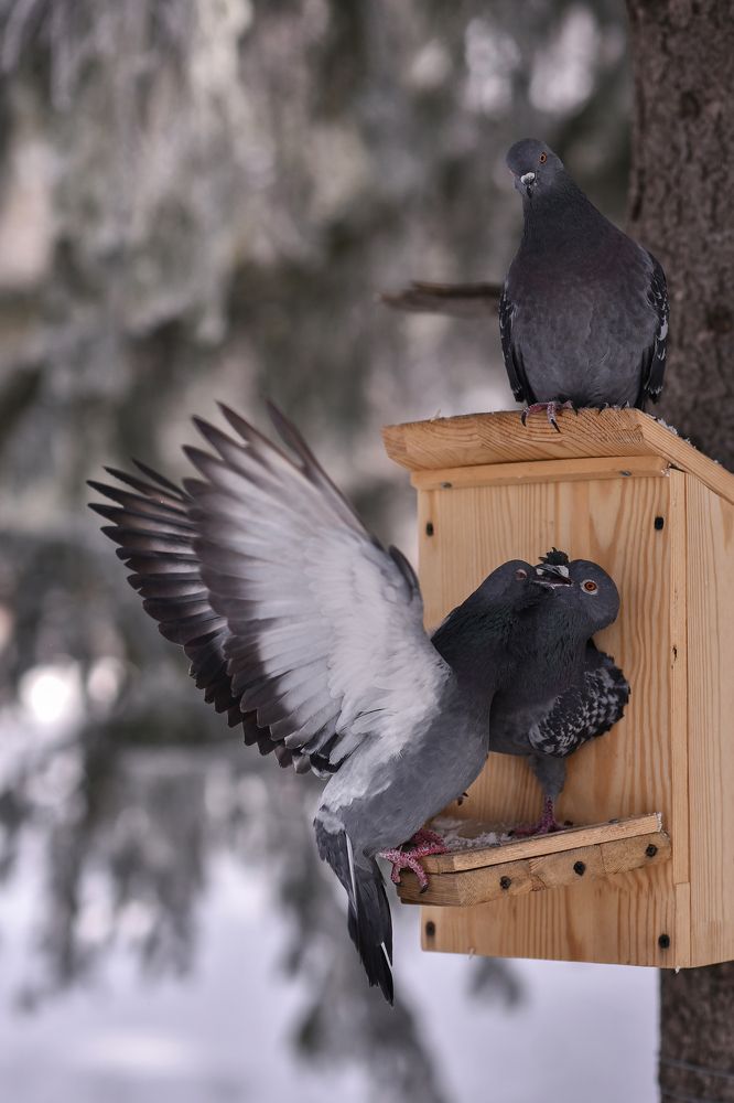Фотография автора Ольга Альт