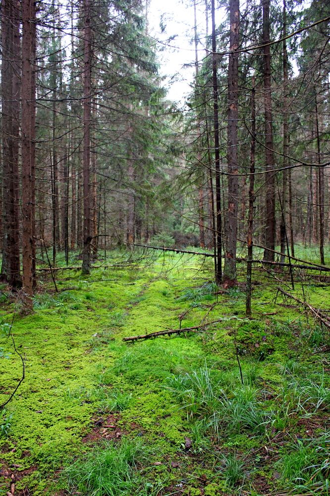 Photograph by Александр Бугаенко