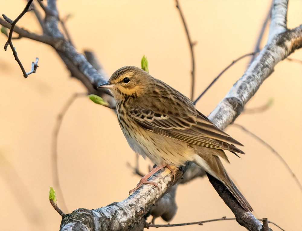 Photograph by Артем Кузнецов