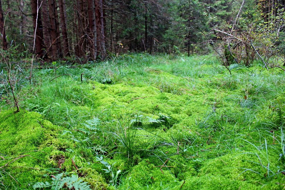 Photograph by Александр Бугаенко