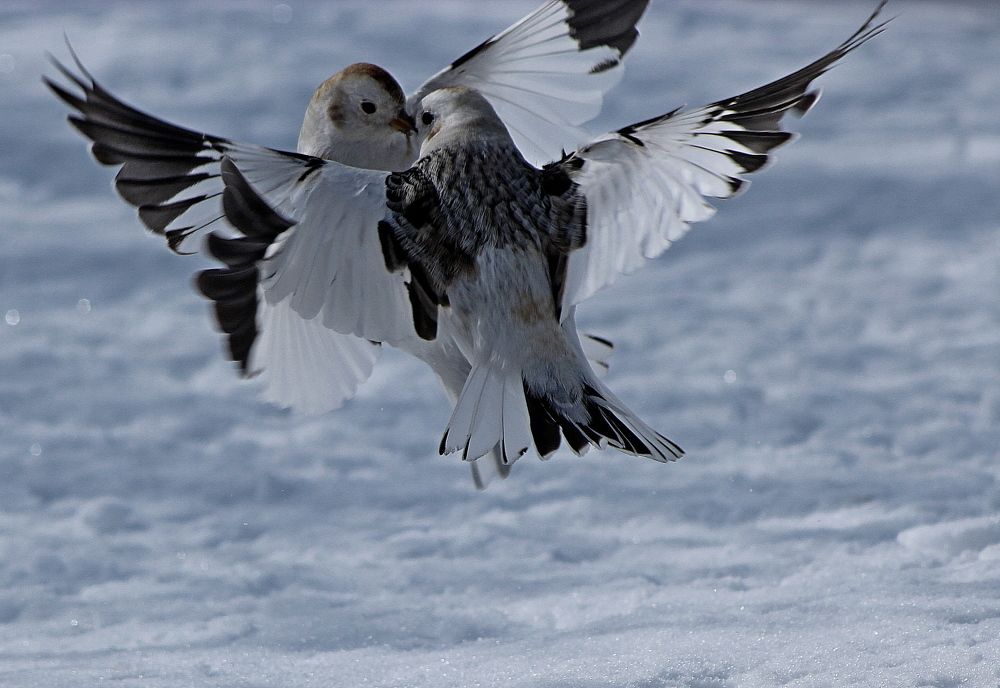 Photograph by Александр Велигура