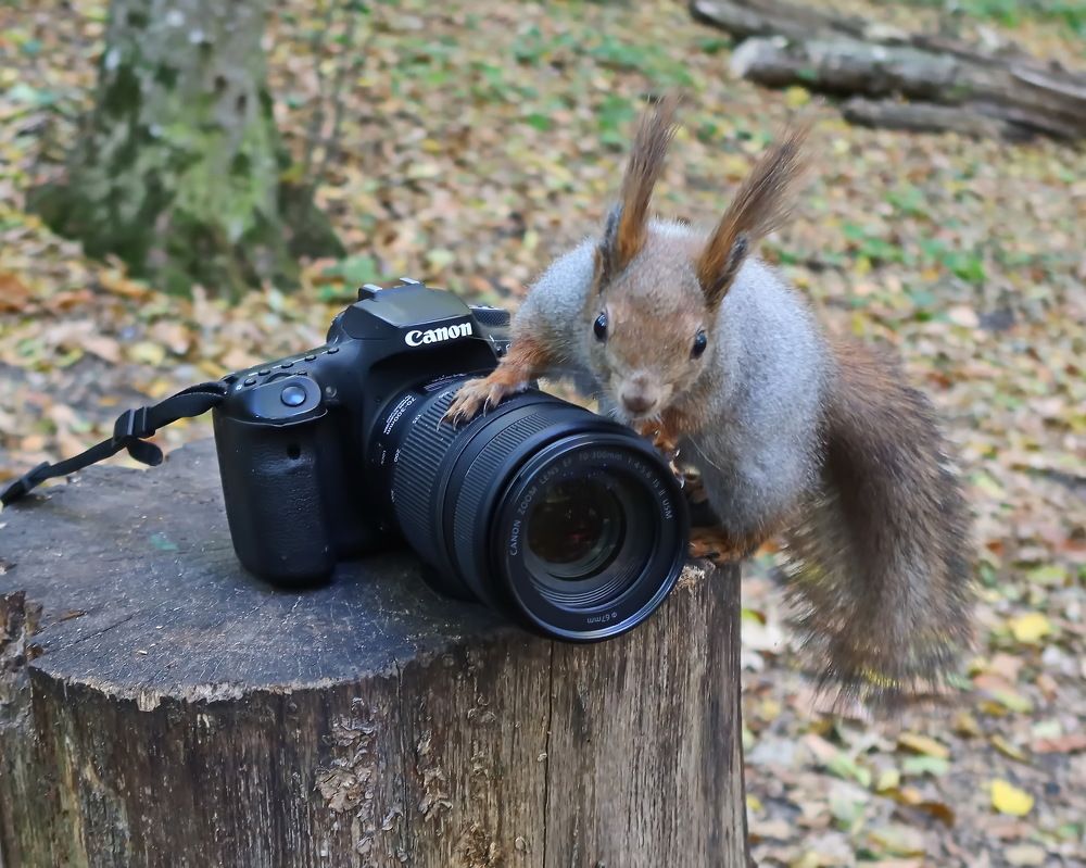 Photograph by 