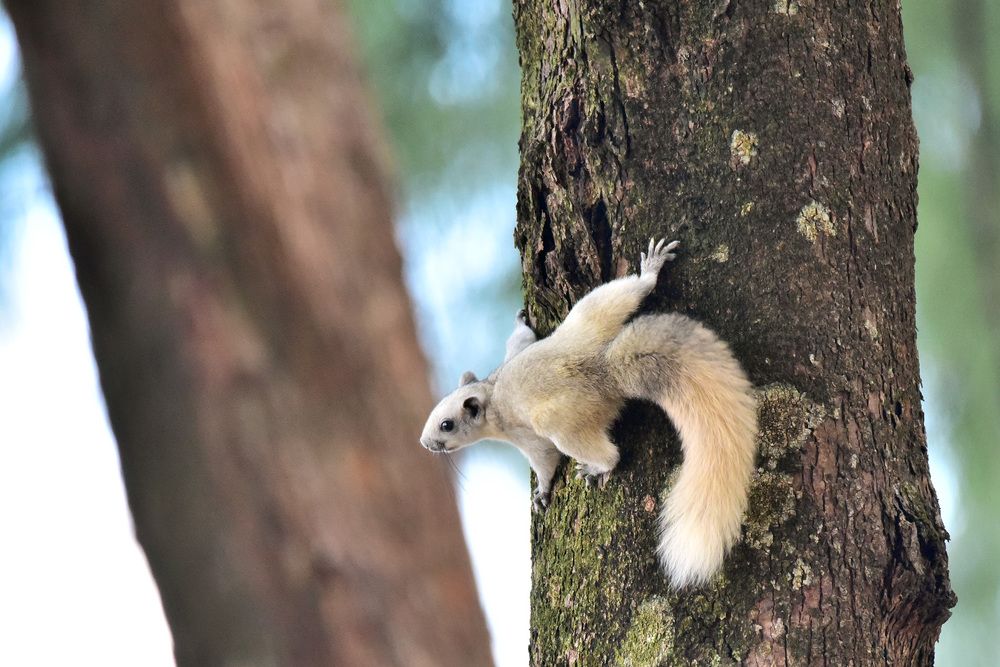 Photograph by Игорь Боголюбов