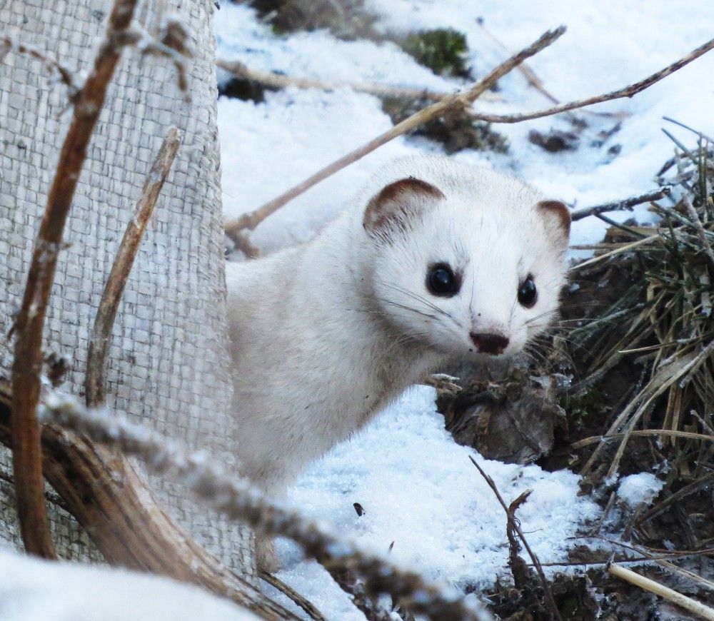 Photograph by Лариса Басова