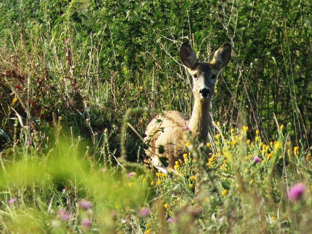 Photograph by Лариса Басова