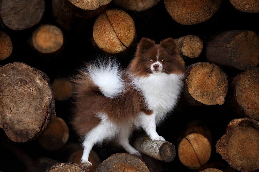 Photograph by Евгения Костусева