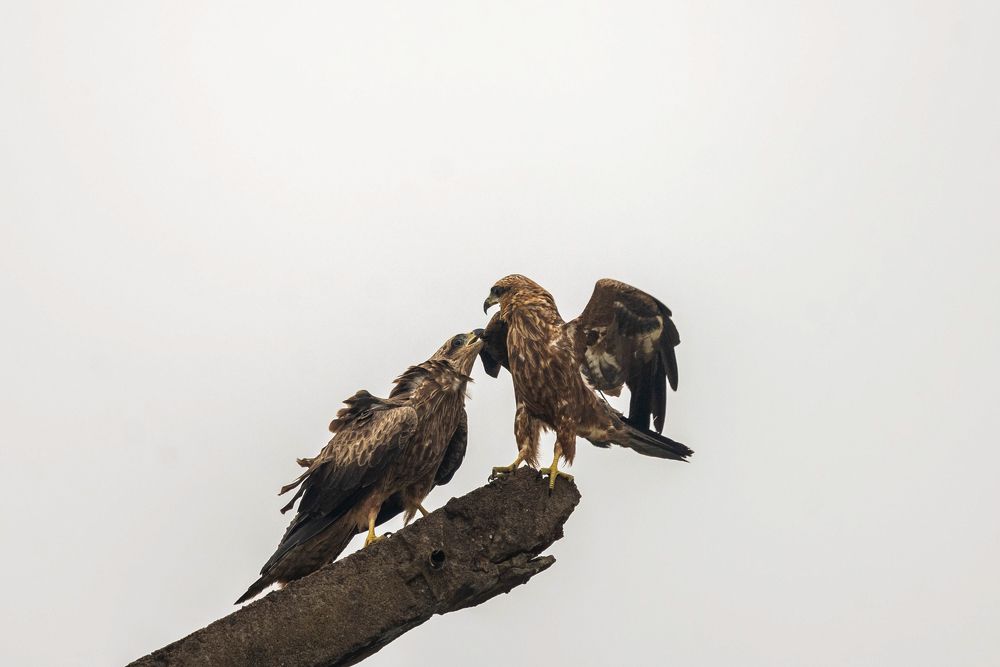 Photograph by GOVIND VISWANATH