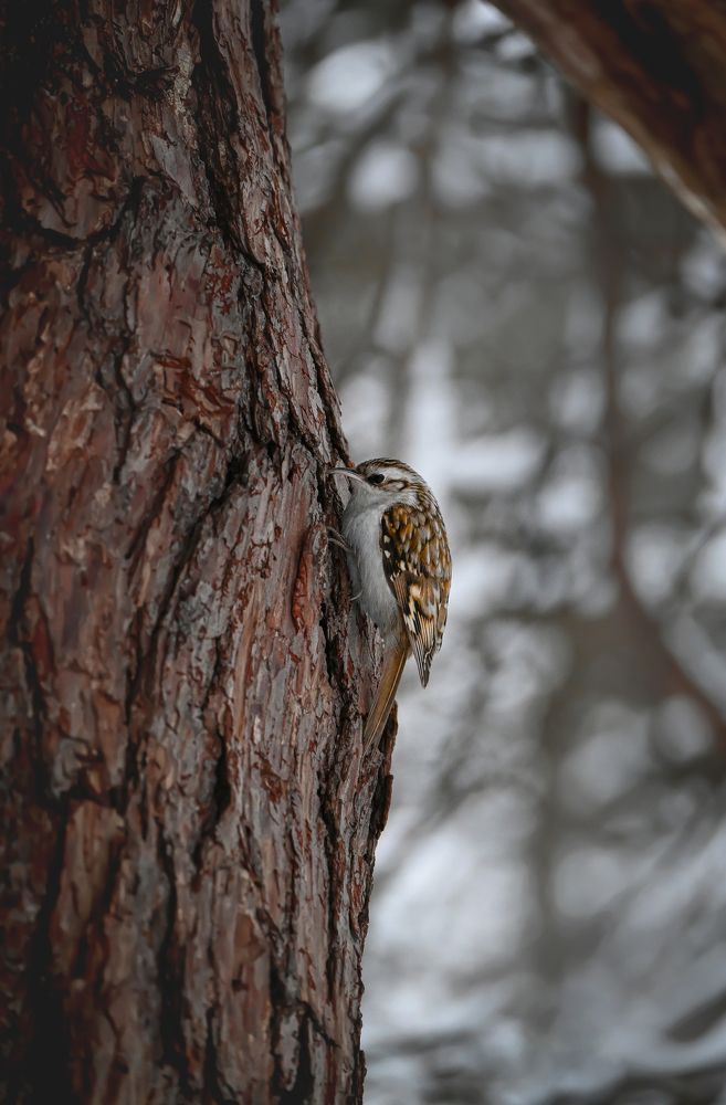 Photo #11244607