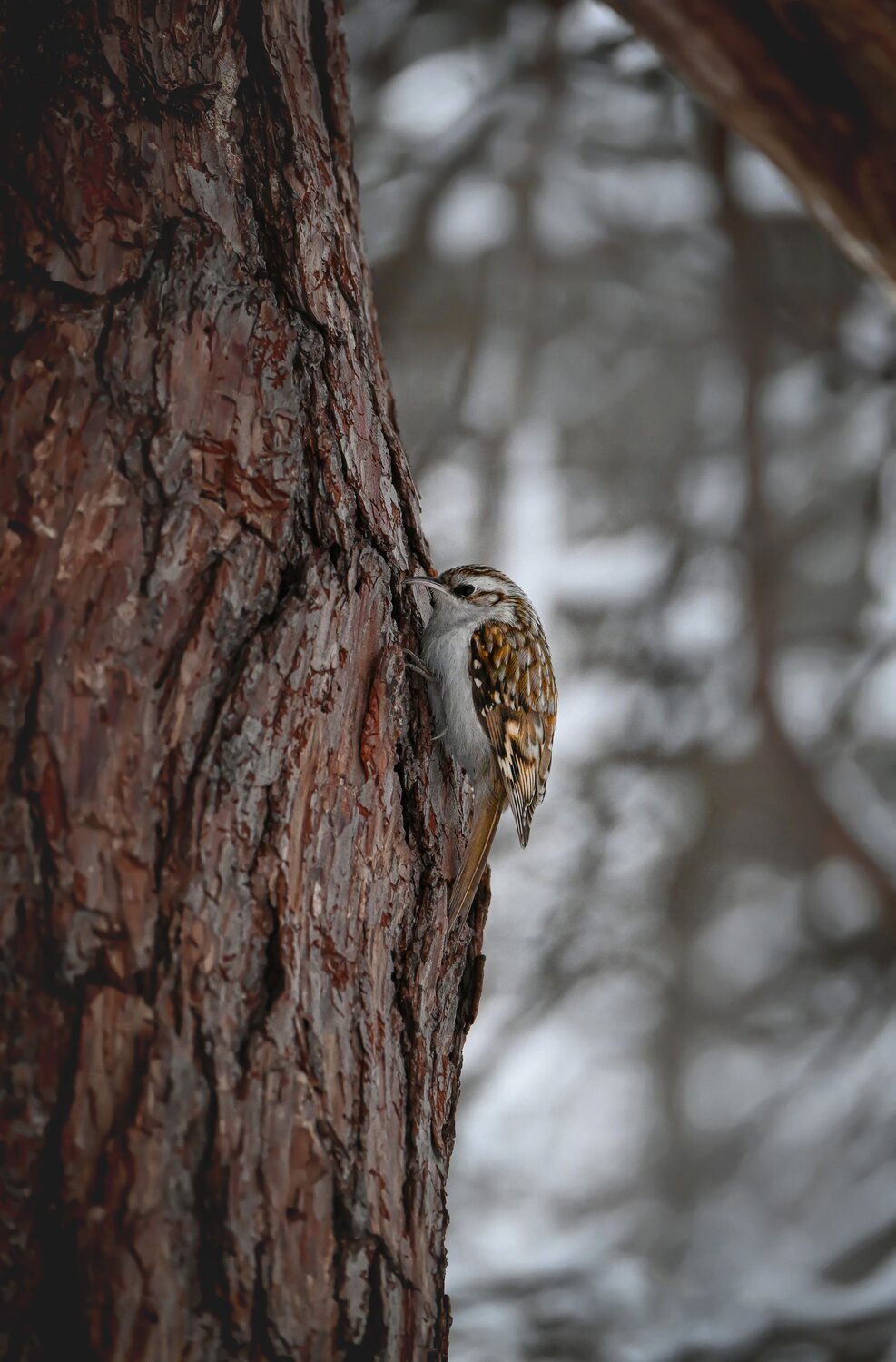 Photo #11244607
