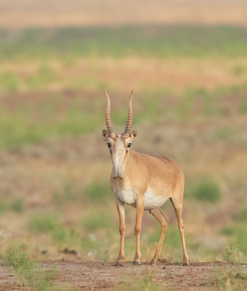 Photograph by Victor Krachkovsky