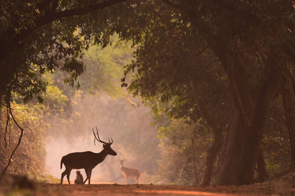 Photograph by Olga Joshi