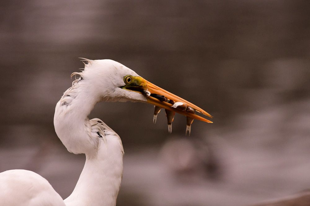 Photograph by Olga Joshi