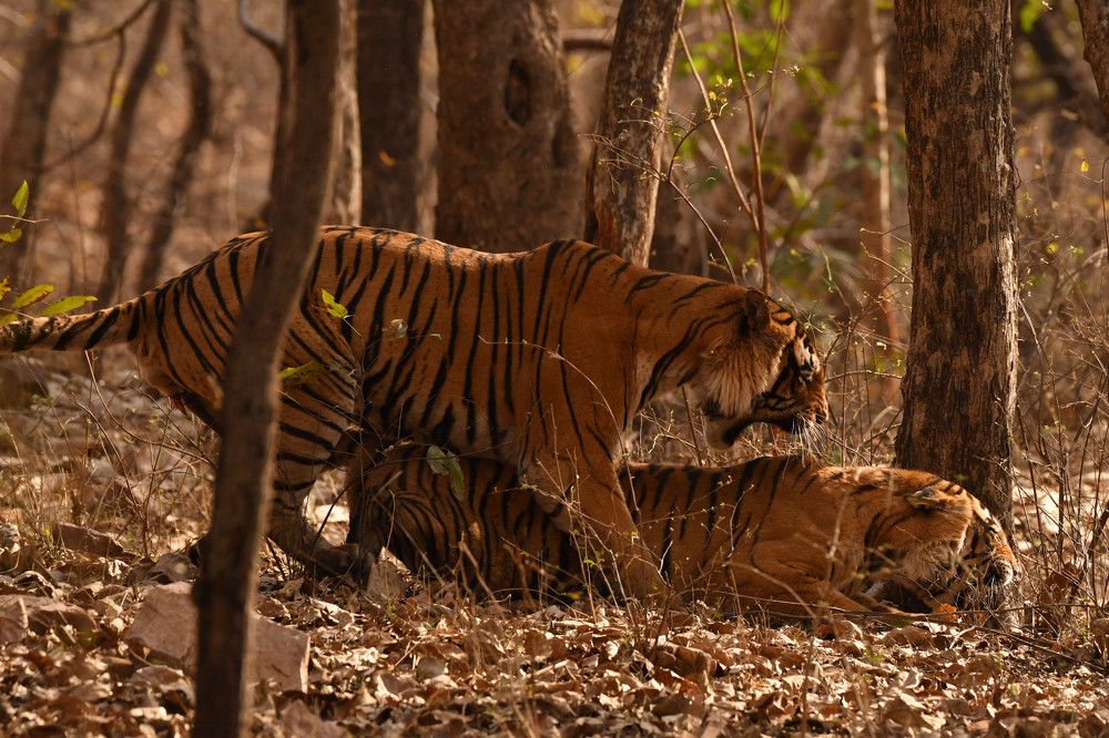 Photograph by Olga Joshi