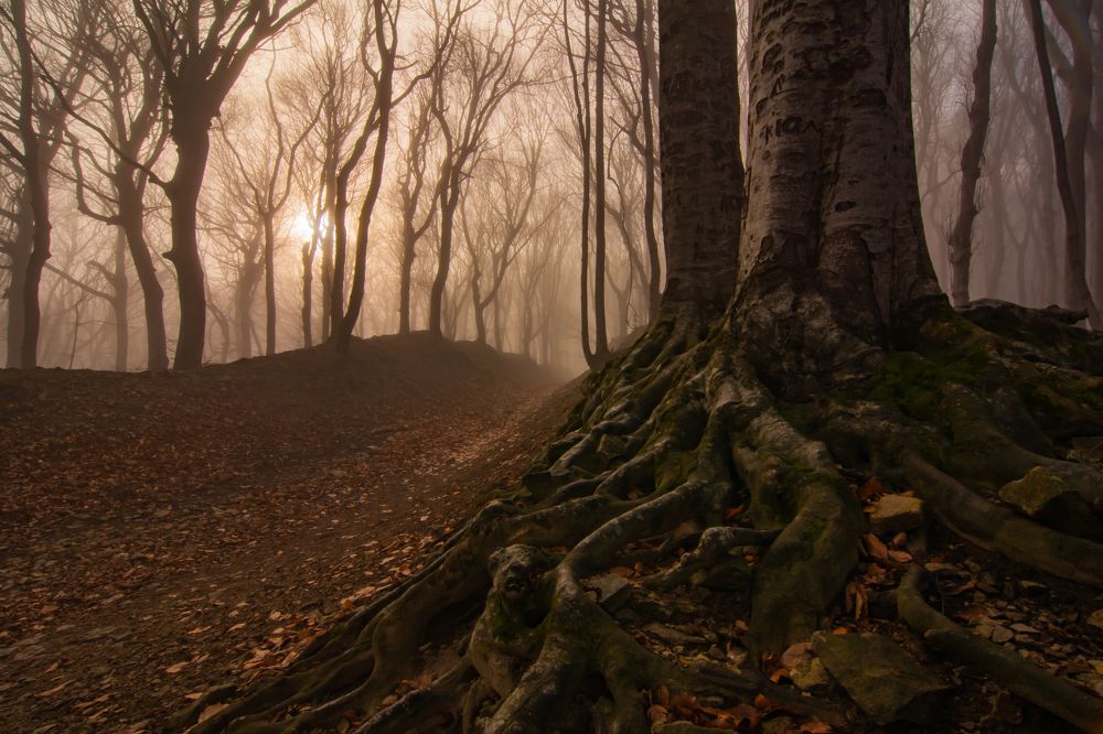 Утренний лес на Бештау