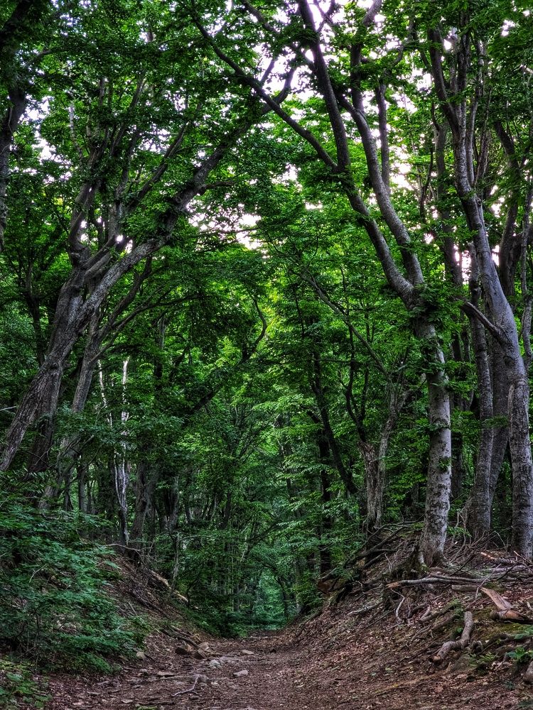 Photograph by Natali AB