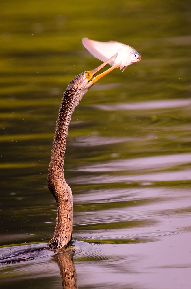 Photograph by Olga Joshi