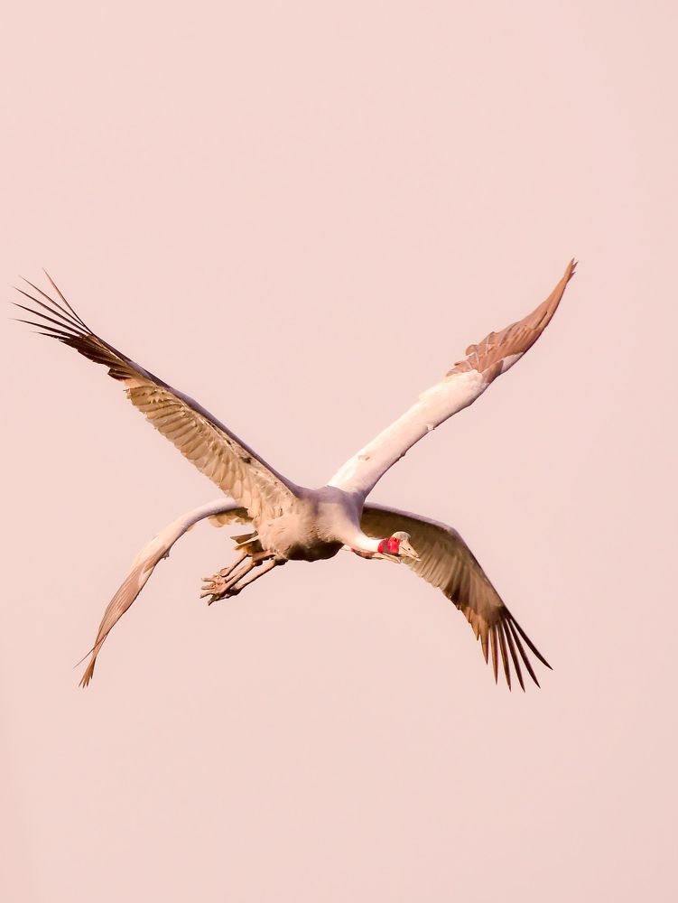 Photograph by Olga Joshi