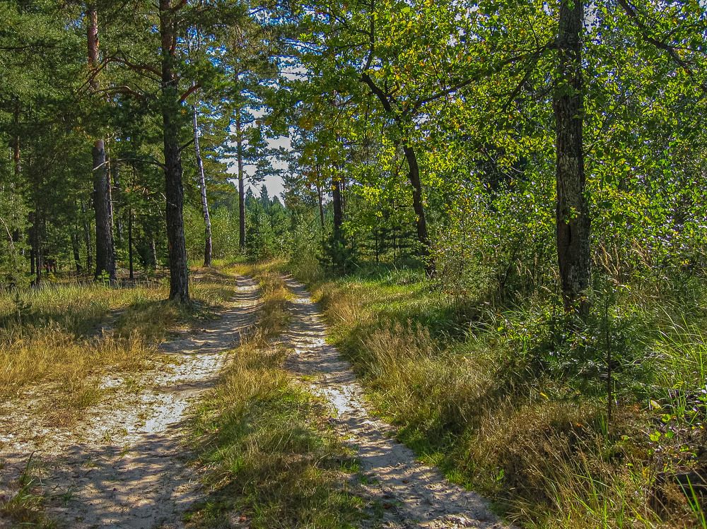 Photograph by Vladimir  Komarov