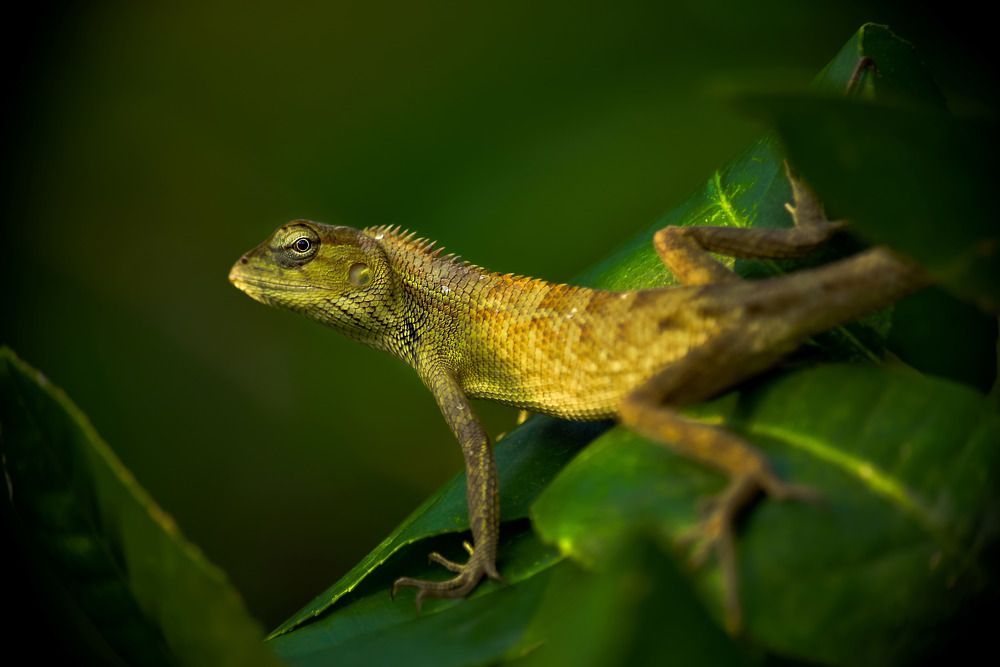 Photograph by Md Sabbir Khan
