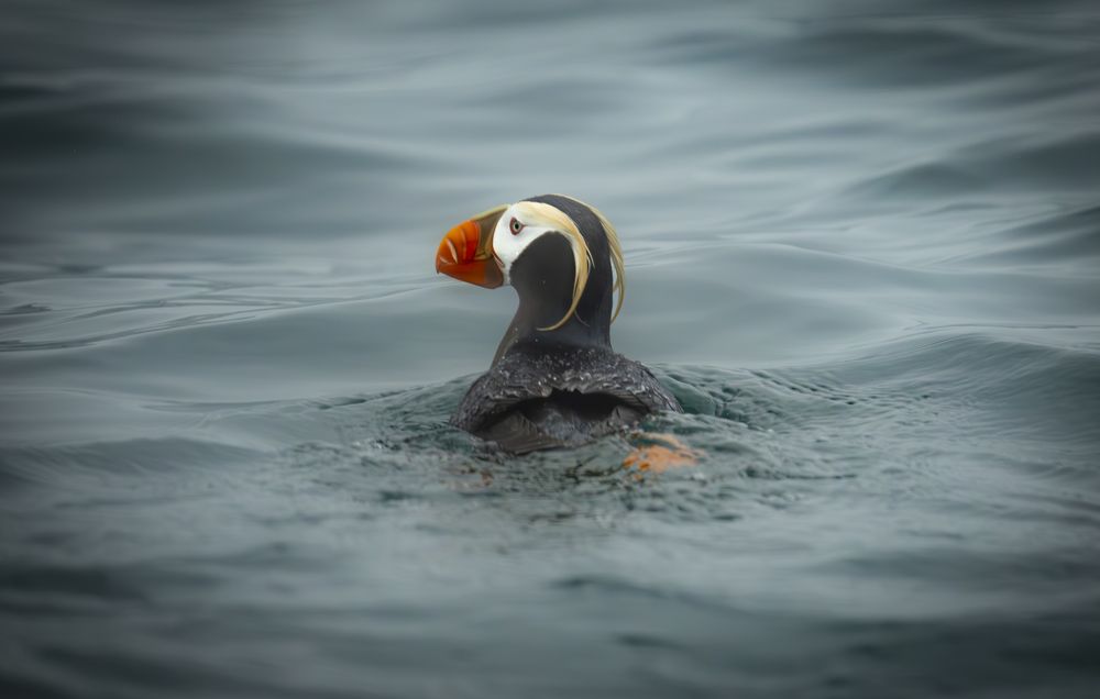 Фотография автора Лаврентьев Александр