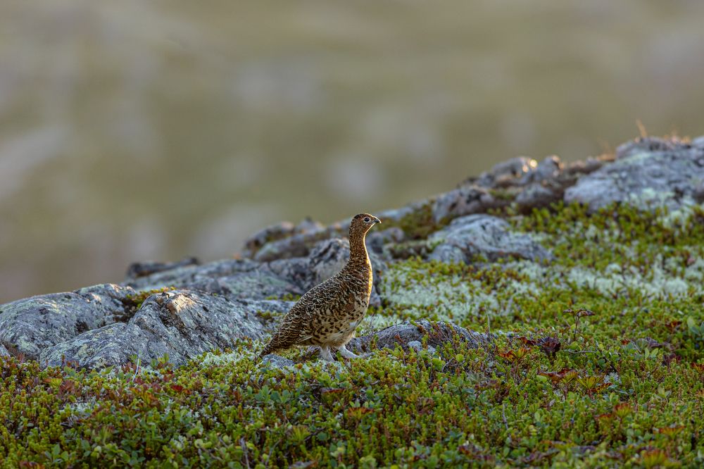 Photograph by Алексей Широбоков