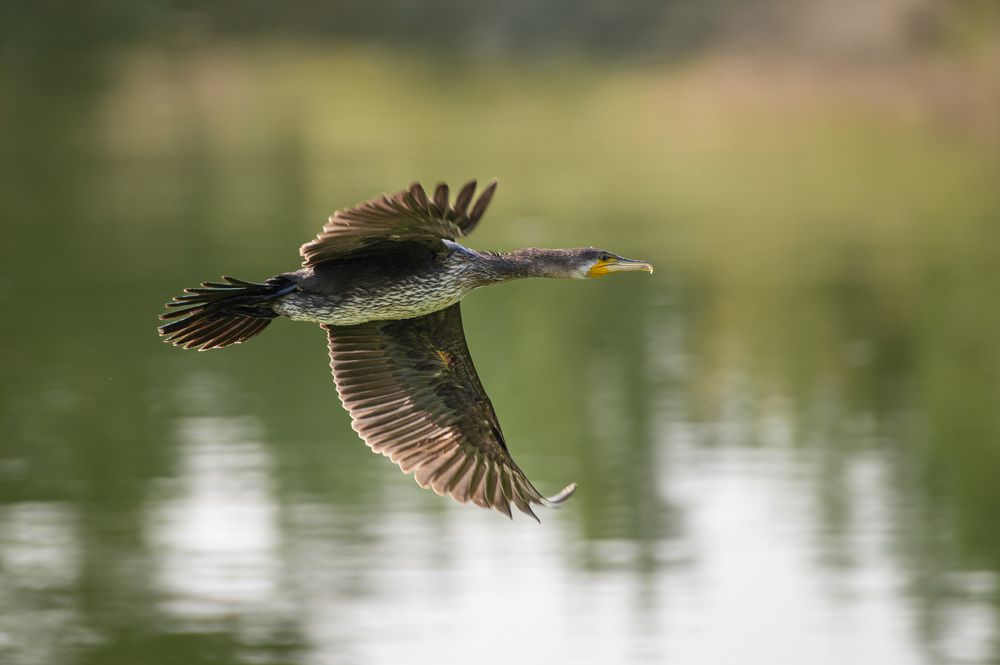 Photograph by Светлана Андреева