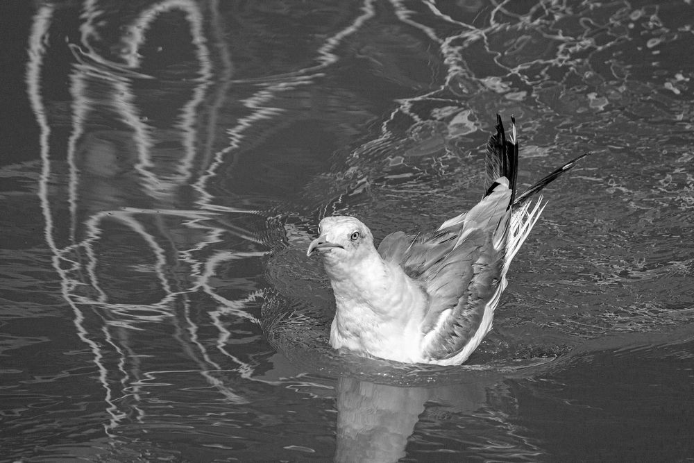 Photograph by Сергей Христинич