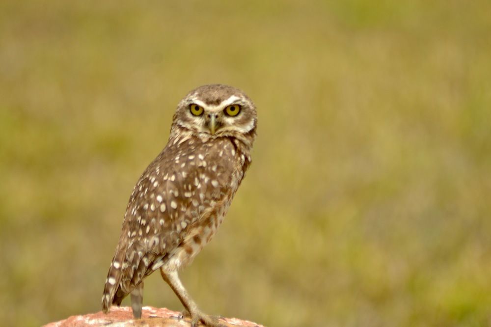 Coruja del cerrado
