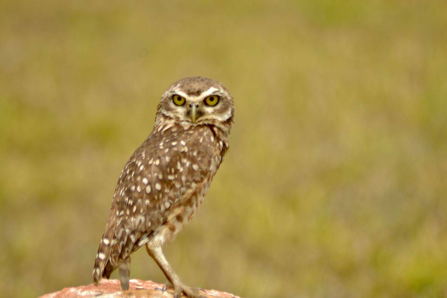 Coruja del cerrado