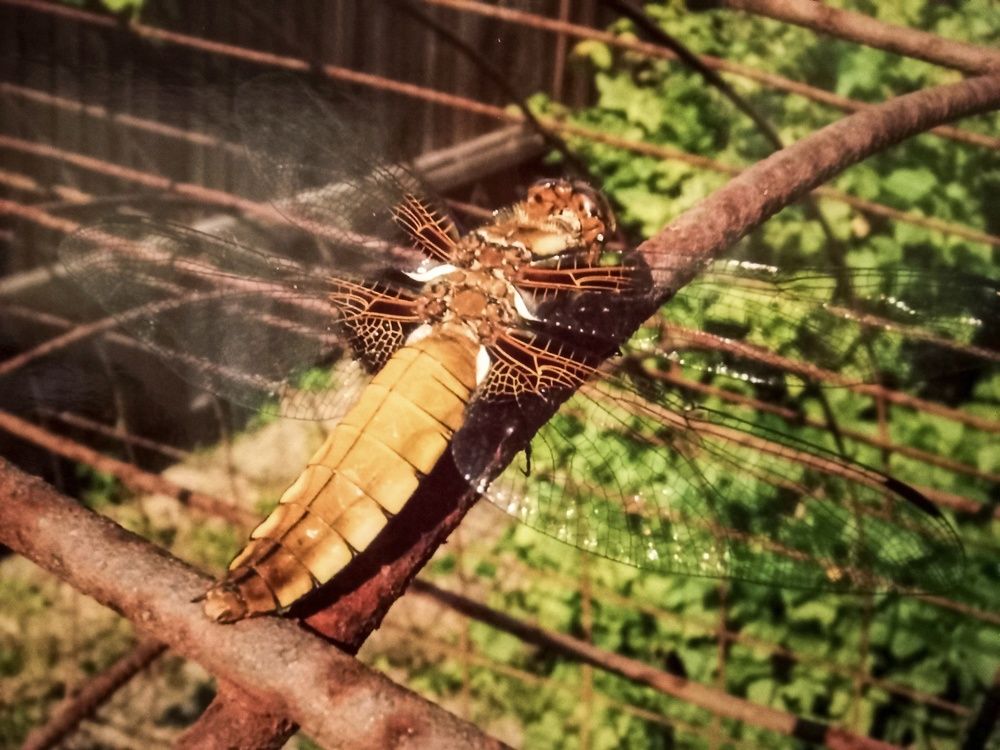 Photograph by Sergey Kurkov-Tarkovsky