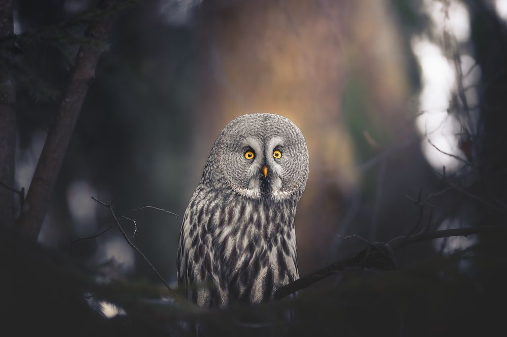 Photograph by NIkita Filippov