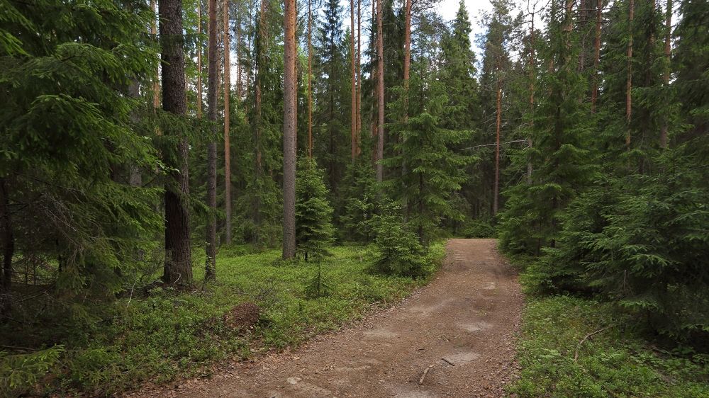 Тропа в хвойном лесу.