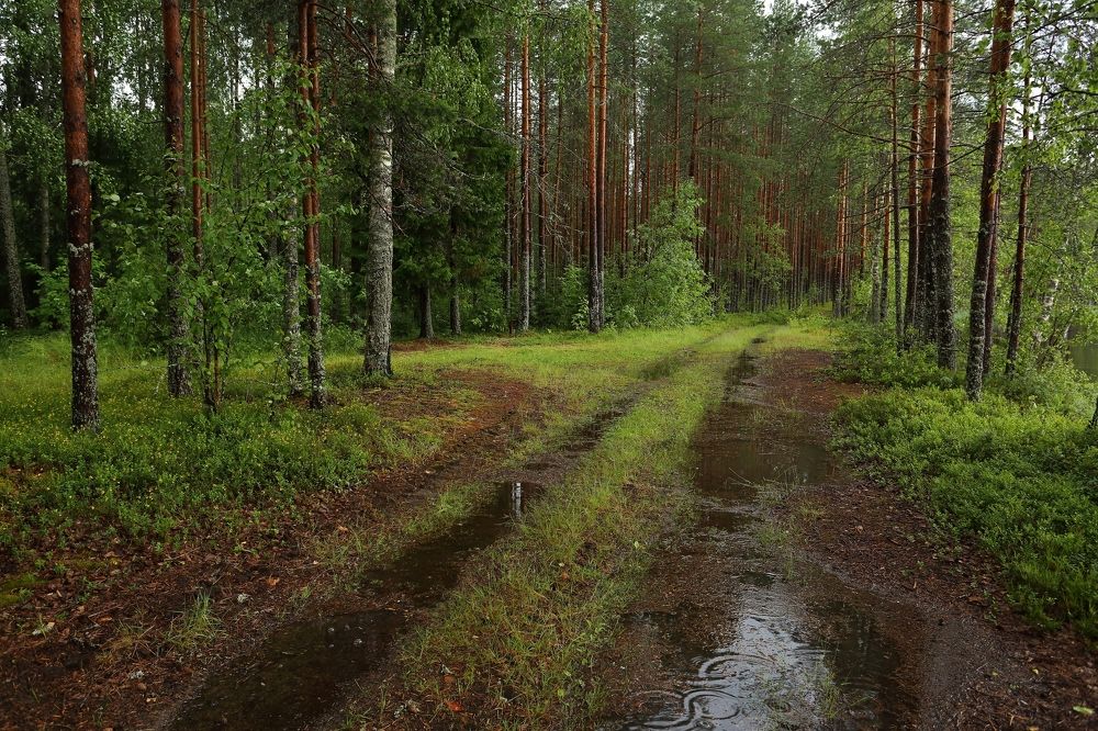 Дождик в дорогу.