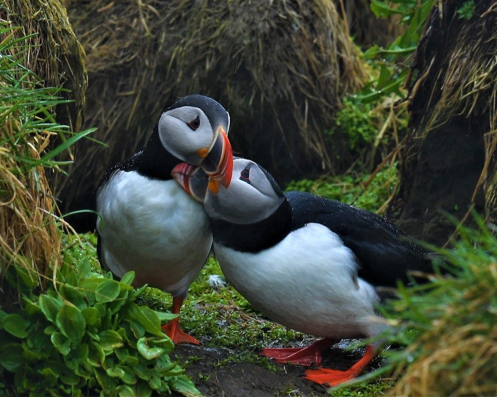 נשיקת הפאפינים