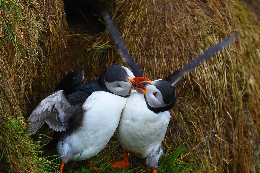 נשיקת הפאפינים