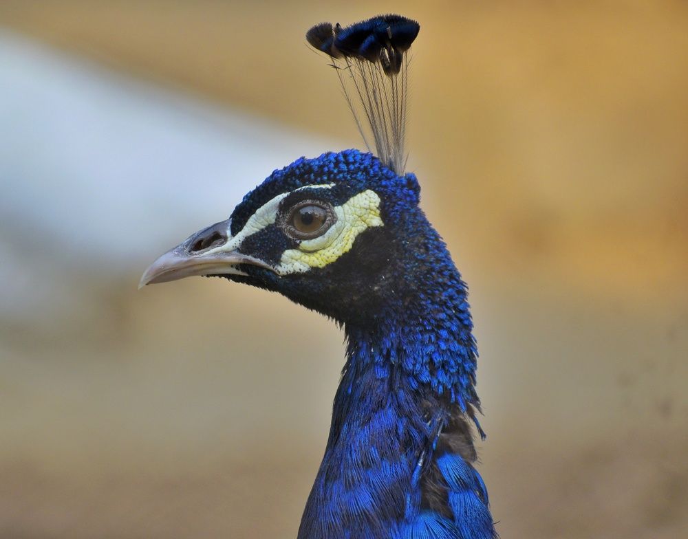 Blue beauty