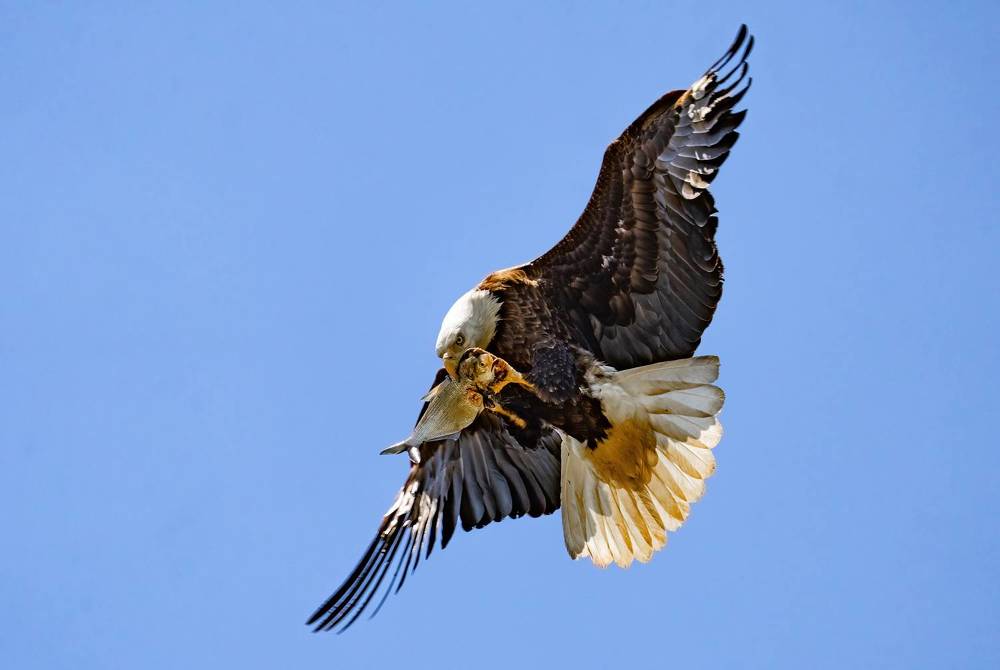 Catching in water and Killing in the air.