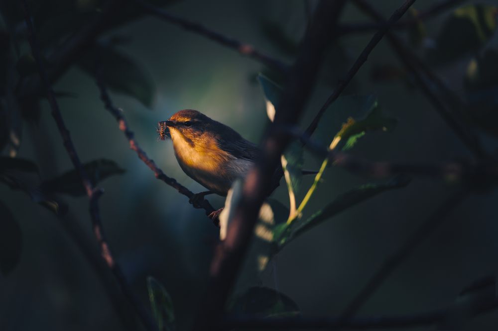 Photograph by NIkita Filippov