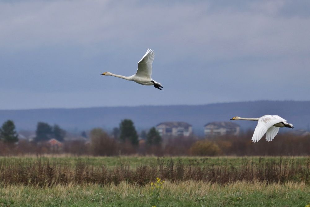 Photograph by Николай Раппу