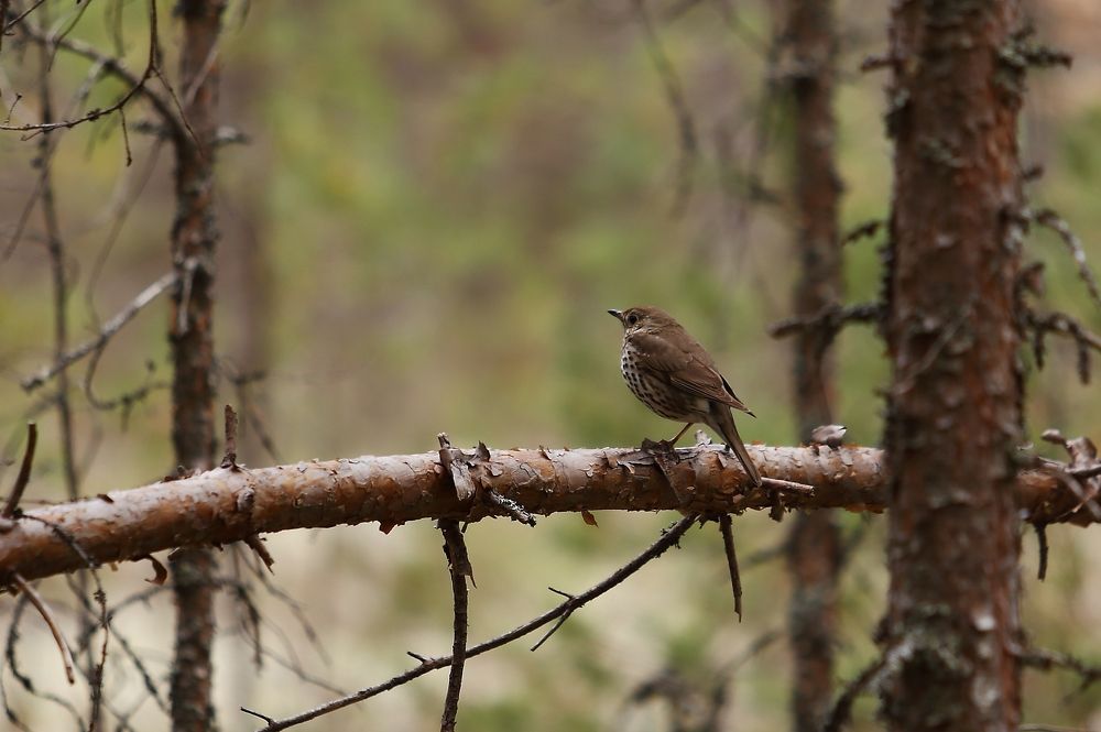 Photograph by Николай Раппу